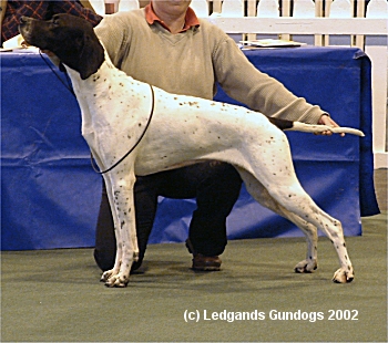 5th Open Dog